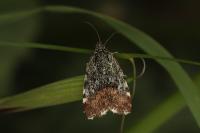 Emmelia viridisquama