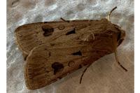 Agrotis exclamationis exclamationis