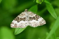 Epirrhoe alternata