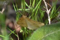 Aspitates ochrearia