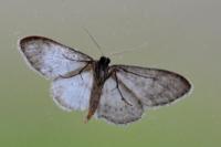 Idaea seriata