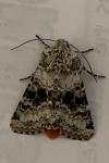 Hecatera bicolorata