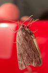 Pachycnemia hippocastanaria hippocastanaria