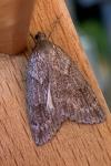 Pachycnemia hippocastanaria hippocastanaria