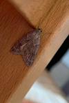 Pachycnemia hippocastanaria hippocastanaria