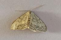 Idaea seriata