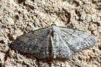 Idaea seriata