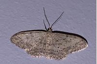 Idaea seriata