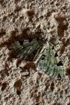 Colostygia pectinataria