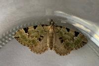 Colostygia pectinataria
