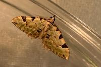 Colostygia pectinataria