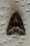 Oligia strigilis/versicolor