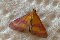 Pyrausta virginalis