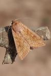 Mythimna vitellina