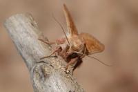 Mythimna vitellina