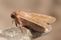 Mythimna vitellina