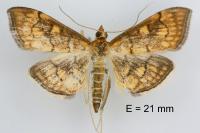 Anania verbascalis