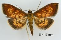 Ecpyrrhorrhoe rubiginalis