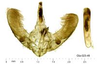 Ecpyrrhorrhoe rubiginalis
