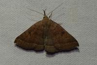 Polypogon plumigeralis