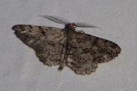 Peribatodes rhomboidaria ichnusaria