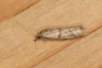 Ephestia