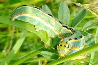 Xylena exsoleta