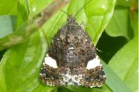 Tyta luctuosa