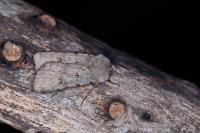 Agrotis cinerea