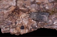 Agrotis cinerea