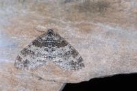 Lobophora halterata