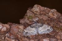 Lobophora halterata
