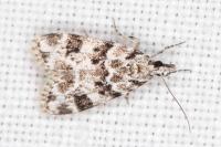 Eudonia delunella