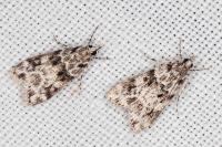 Eudonia delunella