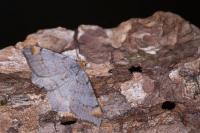 Macaria liturata
