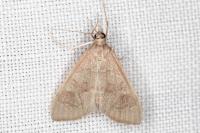 Mecyna asinalis