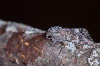 Papestra biren
