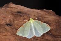 Opisthograptis luteolata