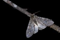 Peridea anceps