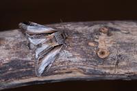 Pheosia tremula