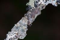 Hadena caesia caesia