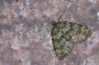 Chloroclysta miata miata