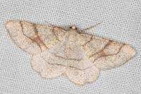 Adactylotis contaminaria