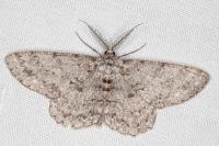 Hypomecis punctinalis