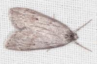 Pachycnemia hippocastanaria hippocastanaria