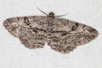 Peribatodes rhomboidaria rhomboidaria