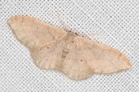 Idaea degeneraria