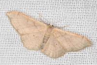 Idaea degeneraria