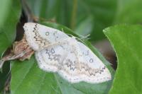 Cyclophora annularia