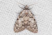 Meganola strigula
